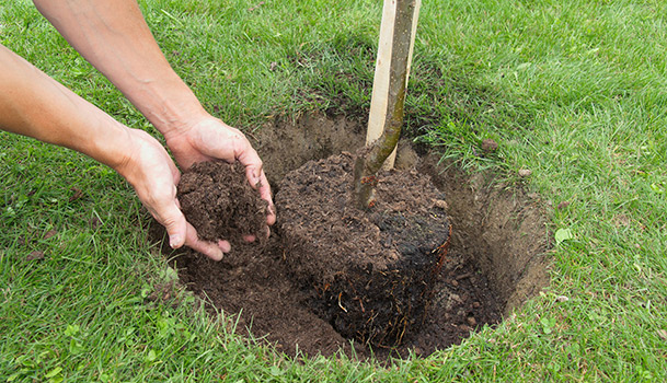 Plantation d'un arbre dans la terre